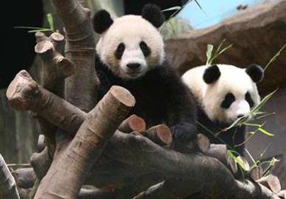 港府2.3億援建“熊貓樂園” 高標準高質量讓無數“國寶”獲益